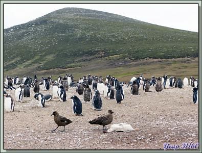 Le repas des Labbes (Skuas) - Saunders Island - Falkland Islands, Iles Malouines, Islas Malvinas