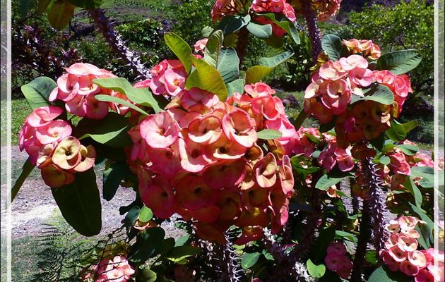 Euphorbe Epine du Christ (Euphorbia milii) - Tahaa - Polynésie française