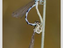 Coenagrion mercuriale en couple (Agrion de mercure)