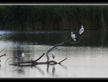 Instant de vie le soir sur le Méjean...
