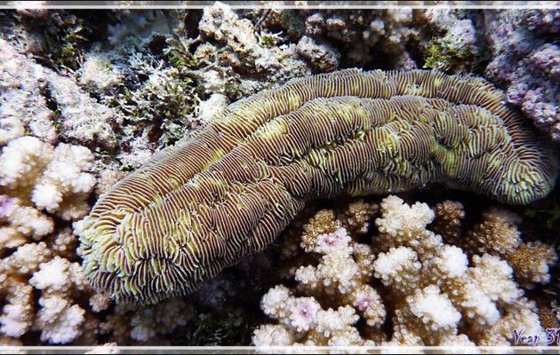 Corail boomerang (Herpolita limax) - Passe Tumakohua (passe sud) - Atoll de Fakarava - Tuamotu - Polynésie française