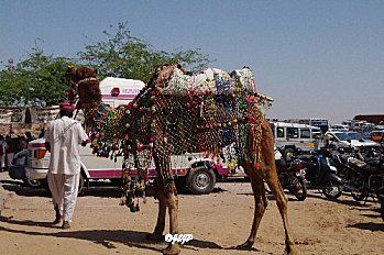Inde Rajasthan (13) Jodhpur (2)