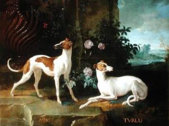 Histoire et origines du whippet