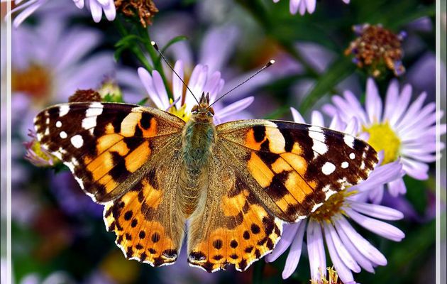 Papillon Belle-Dame, Vanesse des chardons, Painted lady, Formerly cosmopolitan (Vanessa cardui) recto et verso - Lartigau - Milhas - 31