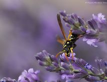 Guêpe Polistes dominulus (dominula) ♀