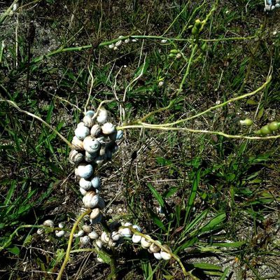 escargots dans les dunes