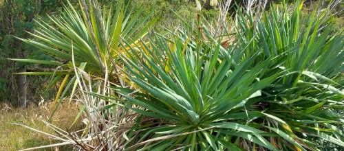 yucca