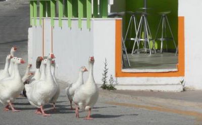 Des oies qui produisent de l'énergie...