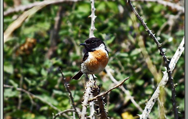 Des oiseaux photogéniques : Monsieur et Madame Tarier Pâtre, European Stonechat ( Saxicola rubicola) - La Couarde-sur-Mer - Ile de Ré - 17
