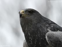 Portraits de Buse aguia (Geranoaetus melanoleucus), dite aussi Buse bleue