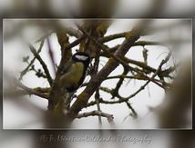 Mésanges Charbonnières - Parus major - Passériformes