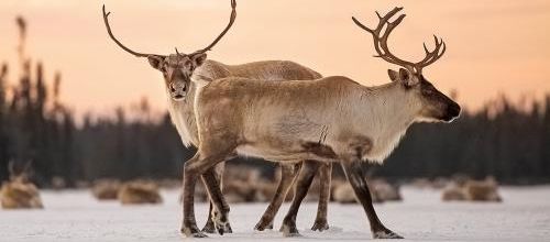 Symbole de Noël, le caribou-renne enfin protégé