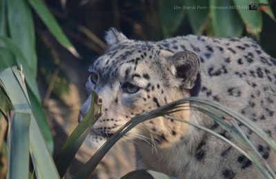 Ménagerie du Jardin des Plantes : Esha, Panthère des Neiges