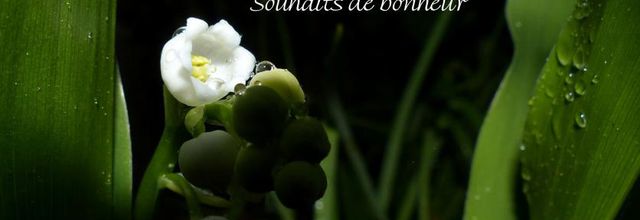 Un petit brin de muguet du jardin