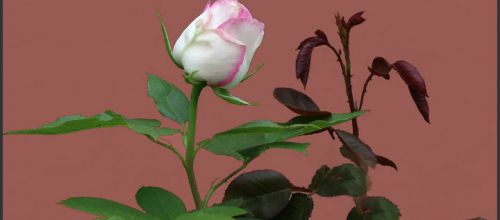 Le repos est un bouquet de roses que la Vie nous offre - Bruno