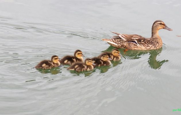 une famille ...