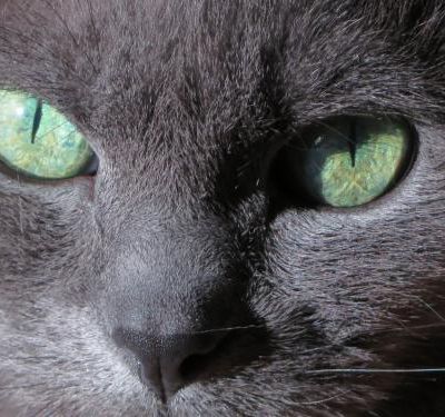 Adieu ma beauté bleue