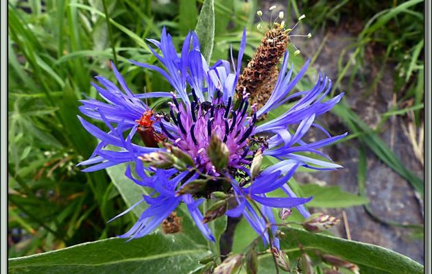 Centaurée des montagnes, Bleuet des montagnes (Centaurea montana) - Vallon d'Esquierry - Oô - 31