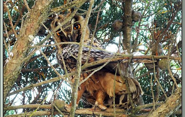 Hibou Moyen-Duc adulte, Long-eared Owl (Asio otus) - Ars-en-Ré - Ile de Ré - 17
