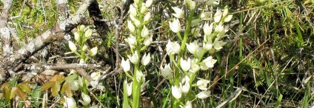 Cephalanthera longifolia  -  céphalanthère à longues feuilles