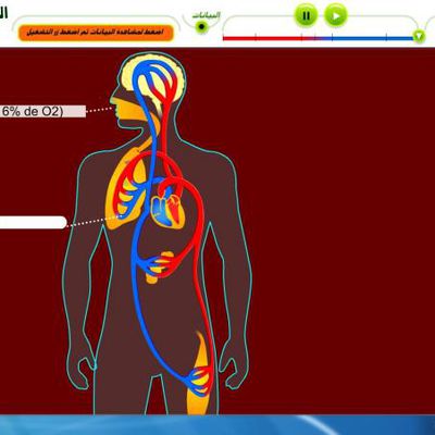 الدورة الدموية عند الانسان ( فلاش