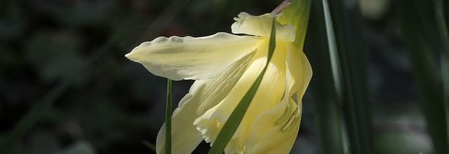 Fleurs de saison...suite