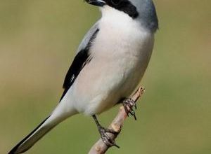 Les passereaux peuvent voler à 4 km d’altitude