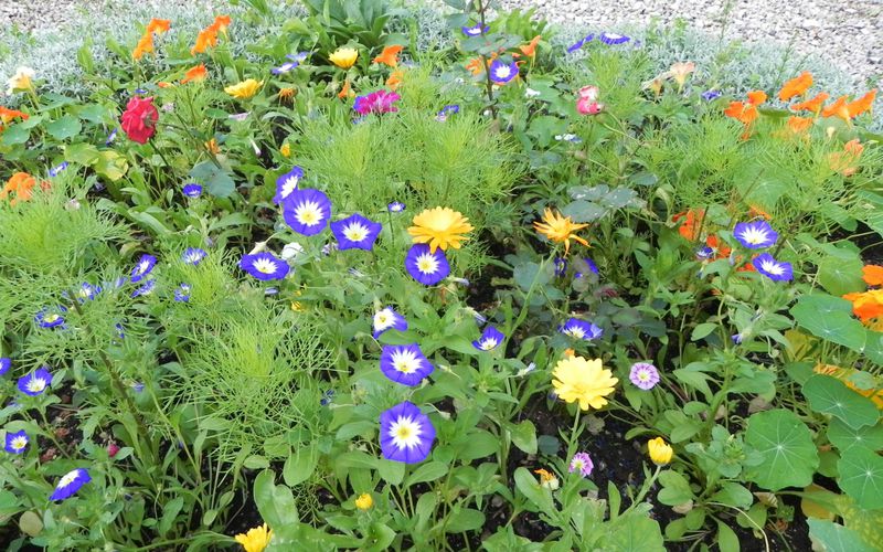 des fleurs pour embéllire votre journée