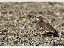 Perdrix rouge - Alectoris rufa
