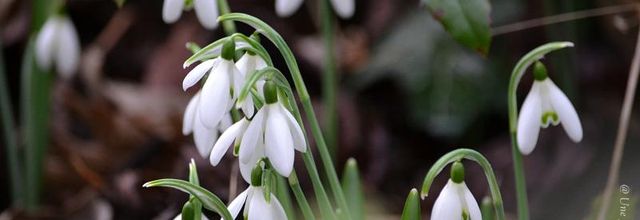 Est-ce le printemps ? Le perce-neige et le crocus