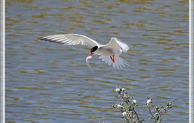 Nourrissage de poussins de Sterne pierregarin (Sterna hirundo) - La Couarde-sur-Mer - Ile de Ré - 17