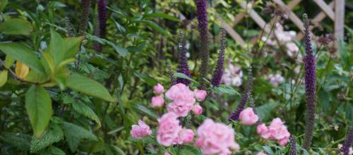 Teucrium Hircanicum
