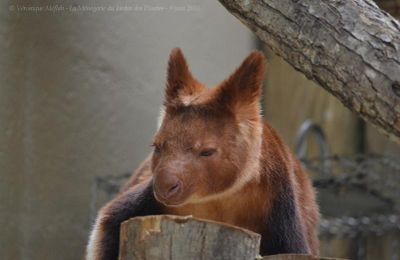 Ménagerie du Jardin des Plantes : Des nouvelles de Sangria, femelle dendrolague