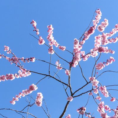 Youpi ! c'est le printemps !
