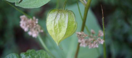 Physalis mon amour 