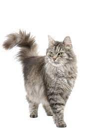 "Miaouuuuuuuuuuuu"