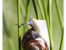 Theba pisana ou caragouilles rosées