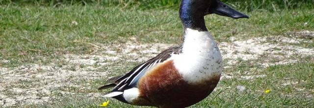 oiseaux dans le marais breton - mai 2022