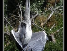 Héron cendré - Ardea cinerea