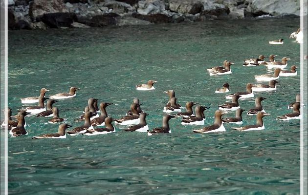 Le bain des Guillemots de Brünnich - Cambridge Point - Coburg Island - Baffin Bay - Nunavut - Canada