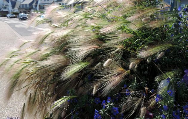 jeu de lumières sur plantes