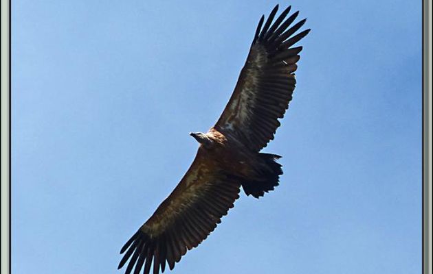 Vautour fauve (Gyps fulvus) en plein vol - Plateau de Beille - Les Cabannes - 09