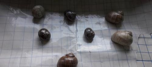 Les escargots sont vernis^^