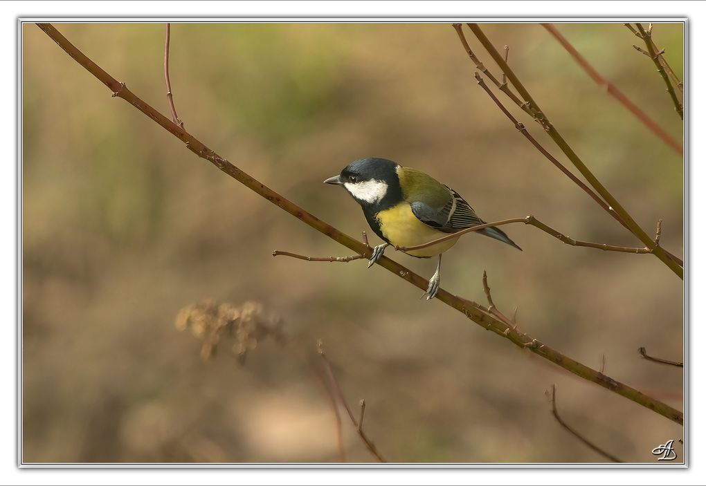 04 - Oiseaux