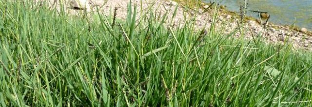 Paspalum distichum  -  paspale à deux épis