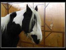 Equisud 2011 - Cheval Pie