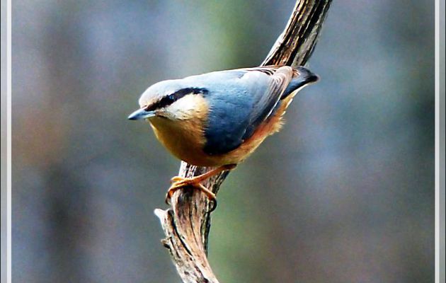 Sittelle torchepot, Eurasian Nuthatch (Sitta europaea) - Lartigau - Milhas - 31