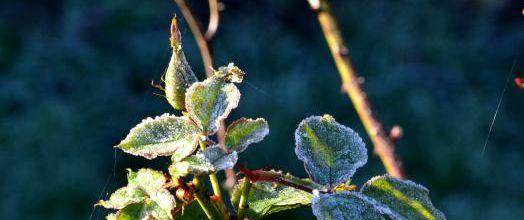 Matin givré au jardin ce matin