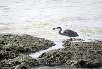 le héron en bord de mer (17)