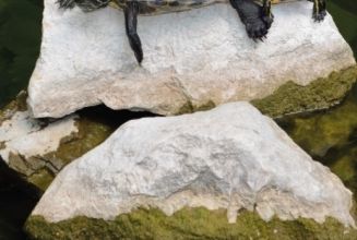 Les Carnets d'Eucharis n°14